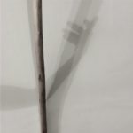 cimage corps invisible